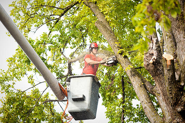 The Steps Involved in Our Tree Care Process in Wappingers Falls, NY